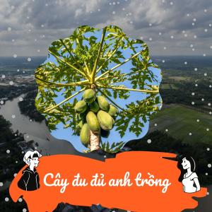 收聽ABC ME的Cây đu đủ歌詞歌曲