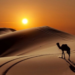 Listen to Maestrix Sahara song with lyrics from Hesham Watany