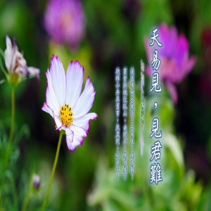 收听周志宏的风吟桂花香 (加长版)歌词歌曲