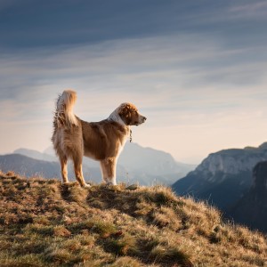 ดาวน์โหลดและฟังเพลง Cachorro Con Amor Hip Hop พร้อมเนื้อเพลงจาก Domingo por la tarde