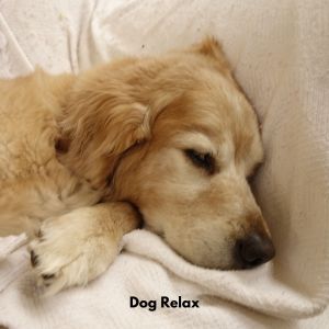 Dogs Music Therapy的專輯Dog Relax