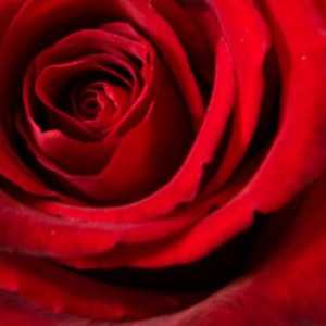 ดาวน์โหลดและฟังเพลง רוצה להישרד איתך พร้อมเนื้อเพลงจาก Various