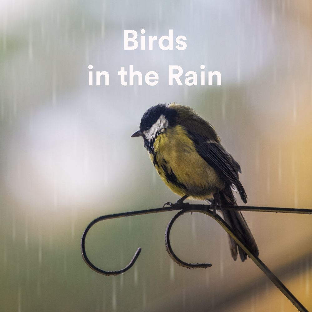 Peaceful Raindrops