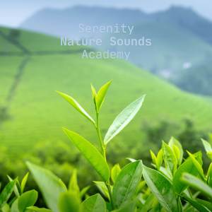 Serenity Nature Sounds Academy的專輯Woods Lullaby Grove