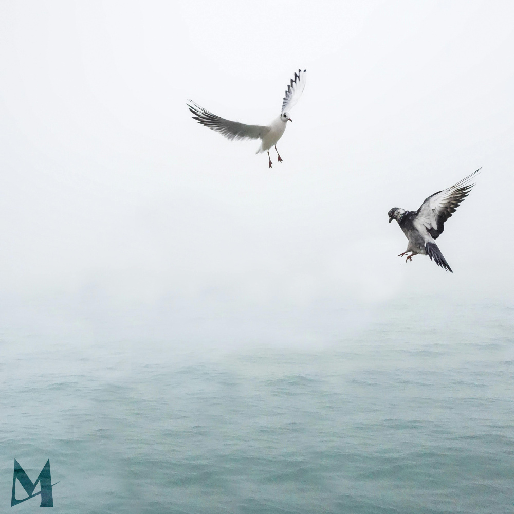 Birds of a Feather (Acoustic)