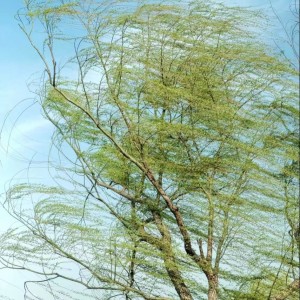 收聽Johna chuck的Colorless Wind (完整版)歌詞歌曲