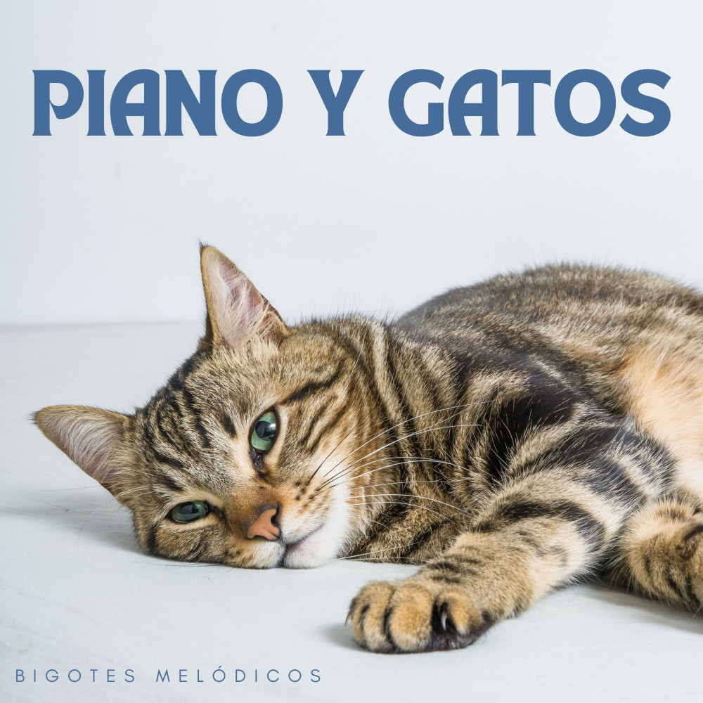 Bigotes De Piano De Ensueño