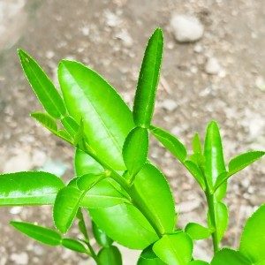 收听dedek maulida的Ciluk Baa歌词歌曲