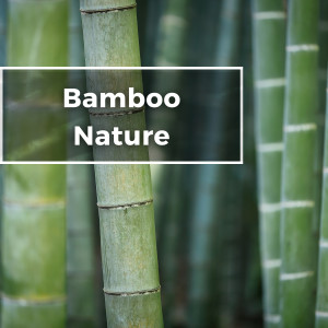 Shakuhachi Sakano的專輯Bamboo Nature