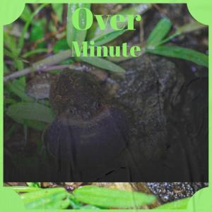 Album Over Minute oleh Various