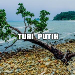 收聽An Nur Religi的Turi Putih (Anis Malikha)歌詞歌曲