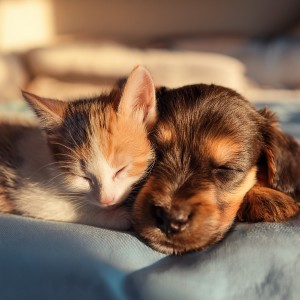 ดาวน์โหลดและฟังเพลง Sonidos Armonizados De Mascotas พร้อมเนื้อเพลงจาก Pelícano