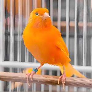 Dengarkan Burung Kenari lagu dari Yuliana Puspitasari dengan lirik