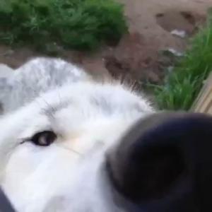 收聽Bug Boy的im snorfed to meet you :3c歌詞歌曲