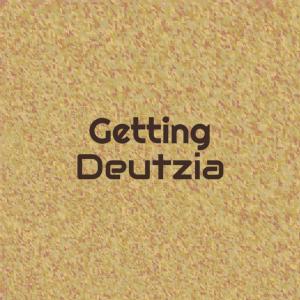 Listen to Getting Deutzia song with lyrics from Riny Kinge
