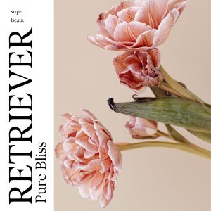 Retriever的專輯Super beau : Pure Bliss