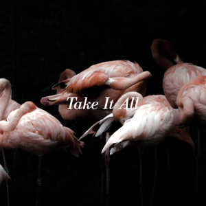 Album Take It All from Iceage