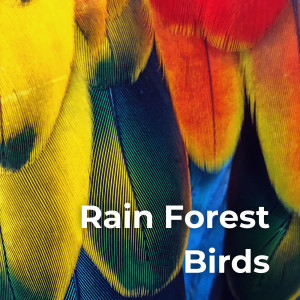 Drifting Streams的專輯Rain Forest Birds