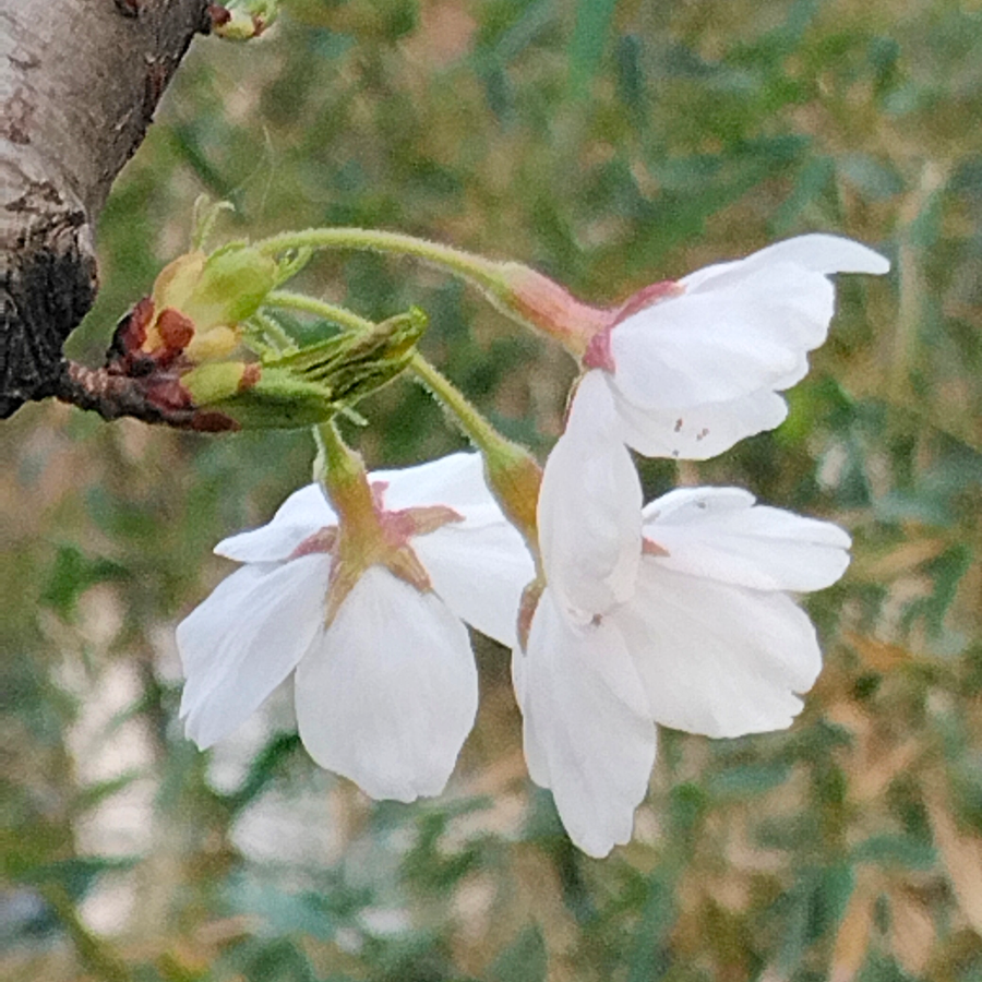 荷花叶子