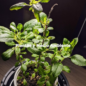 Jazz Relaxation Playlist的專輯Plantas y Medio Ambiente