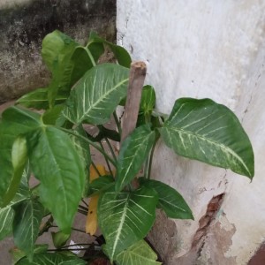 Putri Ayu的专辑Setiap detik berlalu