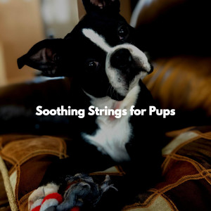 Listen to Background for Running Dog song with lyrics from Music For Dogs