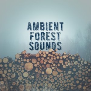 ดาวน์โหลดและฟังเพลง Wetland Birds พร้อมเนื้อเพลงจาก Outside Broadcast Recordings