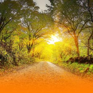 收聽Chill Bees的Instrumental Healing Music For Deep Relaxation And Stress Relief With Soothing Nature Sounds歌詞歌曲