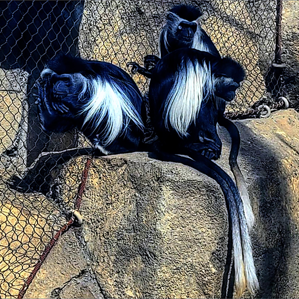 Buddy Got Blue