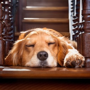 ดาวน์โหลดและฟังเพลง Momentos De Tranquilidad พร้อมเนื้อเพลงจาก Puros ritmos binaurales