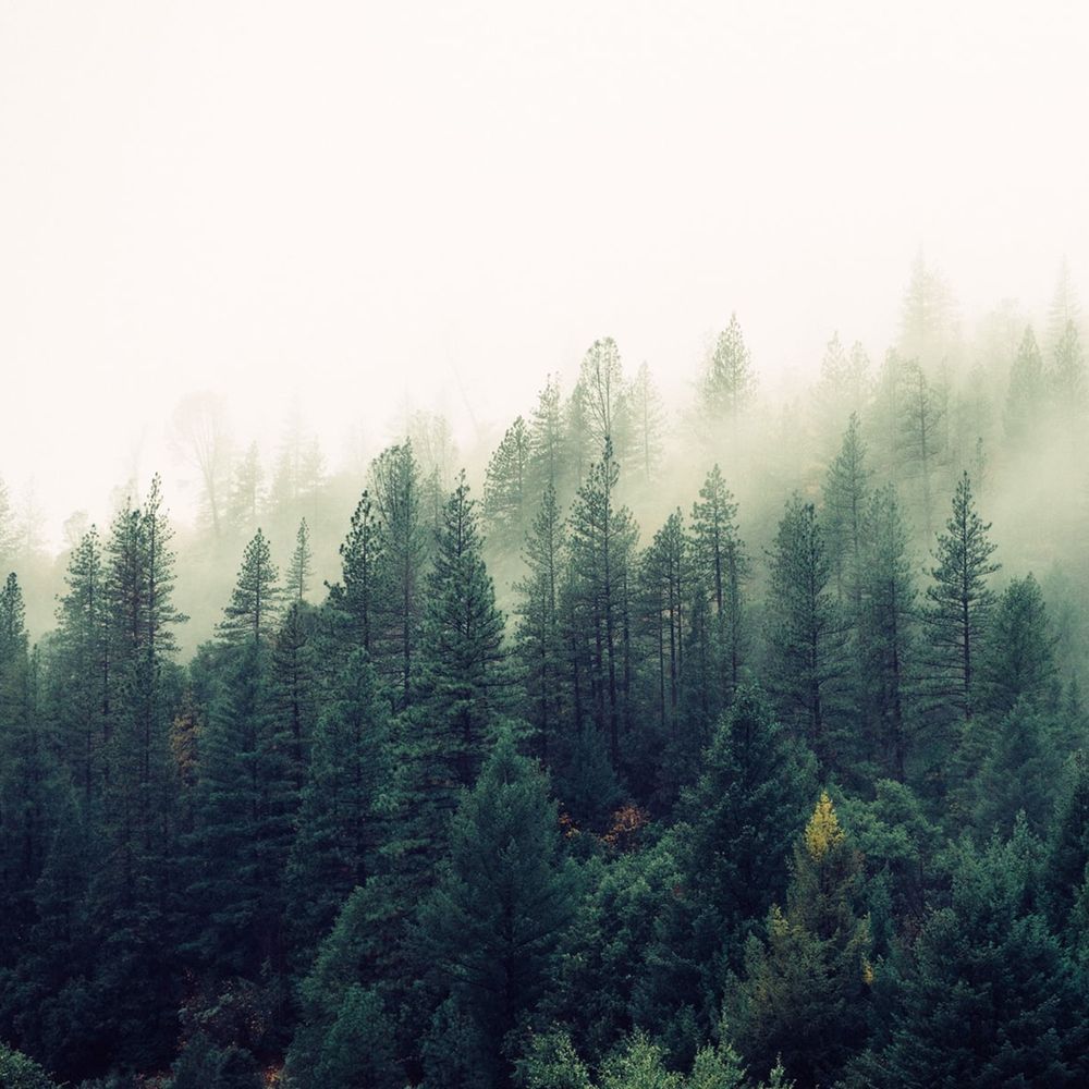 Soothing Springtime