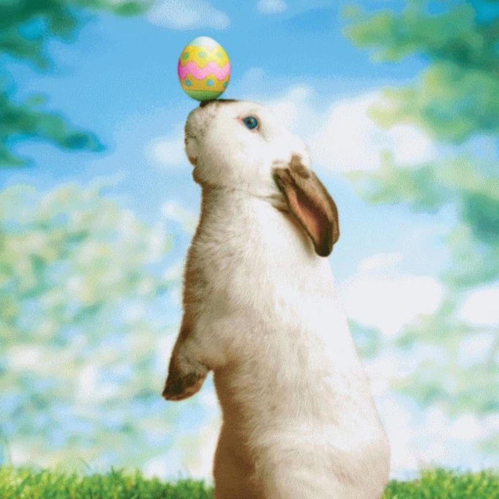 Bunny (Explicit)