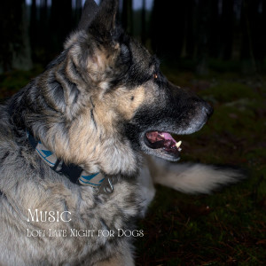 Album Music: Lofi Late Night for Dogs oleh Sounds Dogs Love