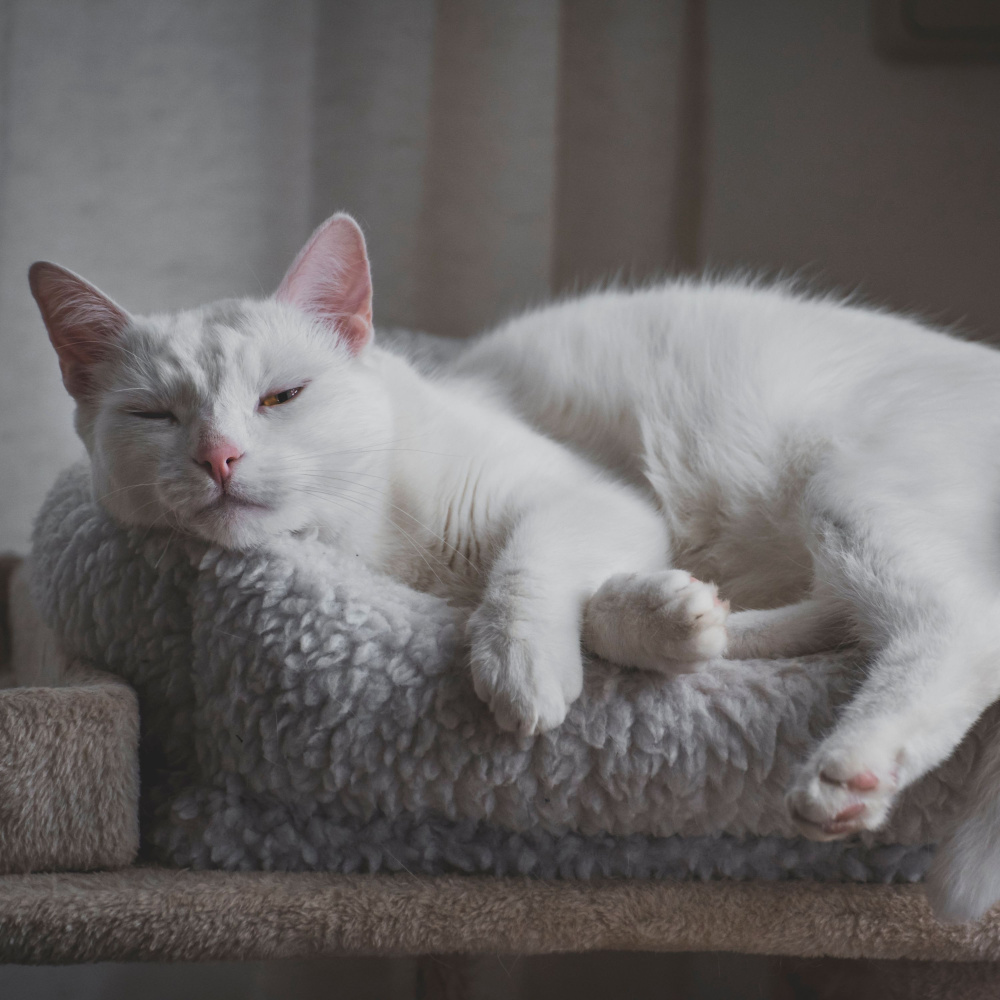 Lofi Bliss for Feline Zenith