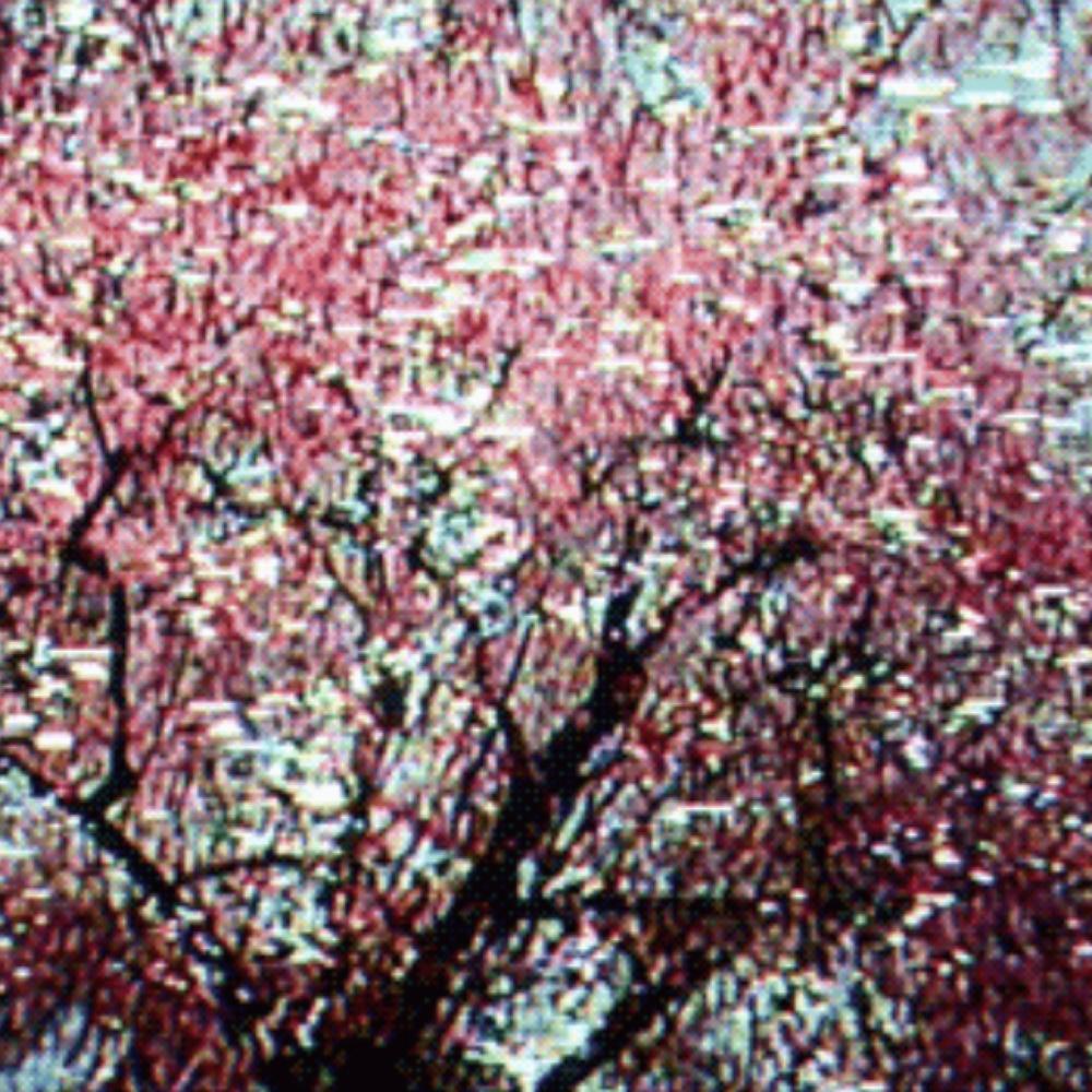 cherry blossom (Explicit)