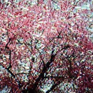 cherry blossom (Explicit)