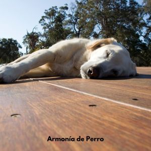 Música Relajante para Perros的專輯Armonía de Perro