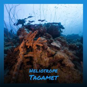 Album Heliotrope Tagamet from Various