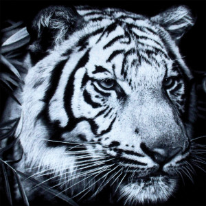 收聽Post War Years的White Lies歌詞歌曲