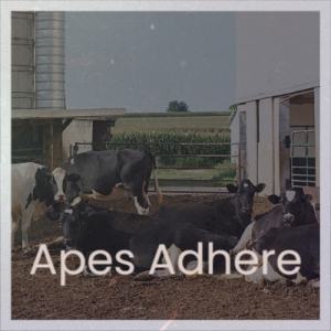 Listen to Apes Adhere song with lyrics from Mafa