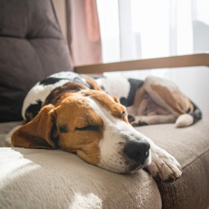 ดาวน์โหลดและฟังเพลง Noche De Mascotas Acompañada De Melodías Suaves พร้อมเนื้อเพลงจาก Mascotas tranquilas