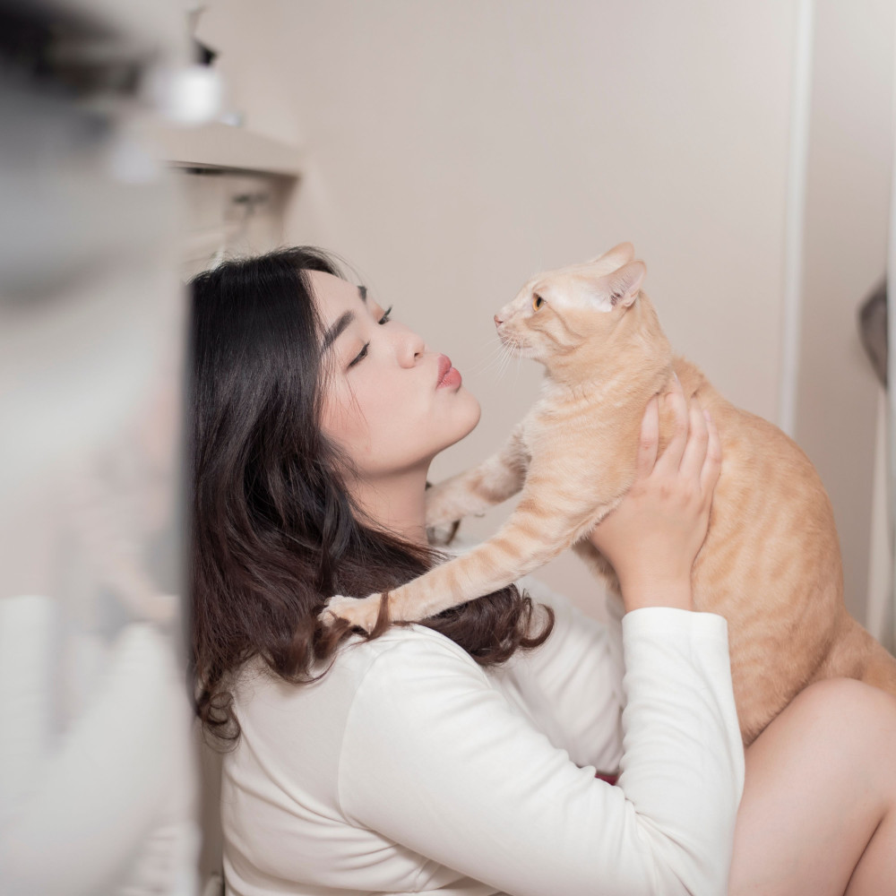 Piano's Blissful Rain for Cats