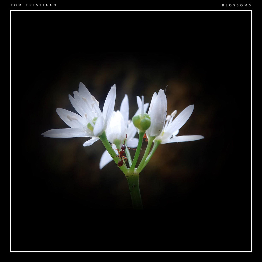 Blossoms