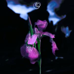 Album Iris oleh BEATCORE