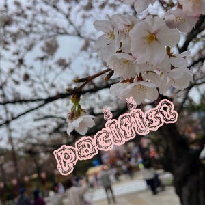 Album pacifist from 