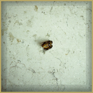 ดาวน์โหลดและฟังเพลง Ultimo abbraccio พร้อมเนื้อเพลงจาก Mobba