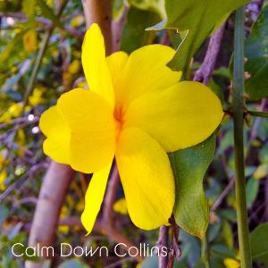 收听Calm Down Collins的Blue歌词歌曲