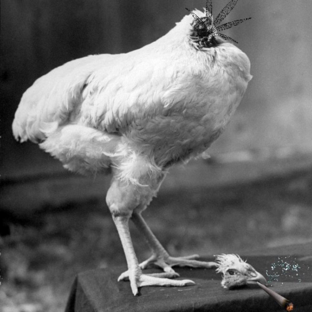 HeadlessGoose (Explicit)