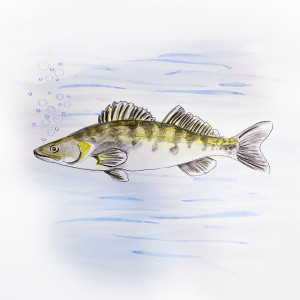 Album zander from MF Eistee