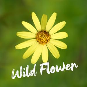Album Wild Flower from 